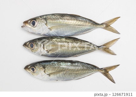 3匹のメアジ　金目アジともいわれる魚の素材写真 126671911