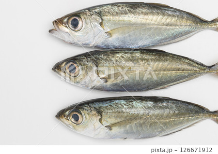 メアジ 金目アジともいわれる魚の素材写真 メアジ 金目アジともいわれる魚の素材写真 126671912