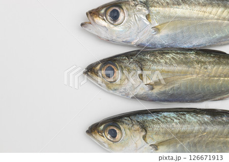 メアジ 金目アジともいわれる魚の素材写真 メアジ 金目アジともいわれる魚の素材写真 126671913