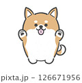 両手を挙げるぽっちゃり柴犬 126671956