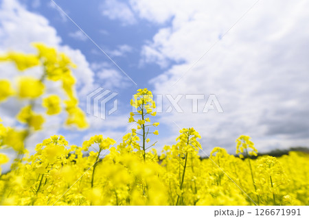 満開の菜の花畑 満開の菜の花畑 126671991