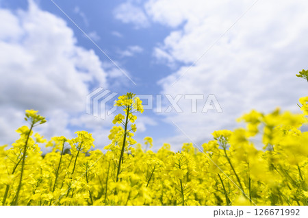 満開の菜の花畑 満開の菜の花畑 126671992