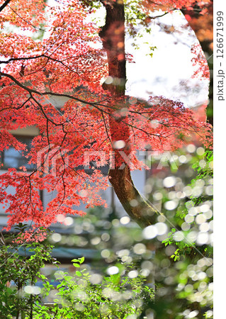 秋　紅葉　 126671999