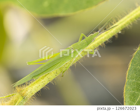 河川敷の植物とオンブバッタ 126672023