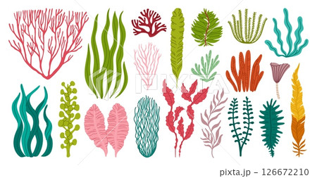 Seaweeds and corals or sea algae and underwater plants, vector cartoon set. Ocean seaweeds and tropical undersea algae and kelp of laminaria leaf and green aquatic plants or seagrass and moss 126672210
