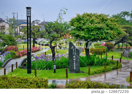 東京都 堀切菖蒲園 ほりきり葛飾菖蒲まつり 東京都 堀切菖蒲園 ほりきり葛飾菖蒲まつり 126672250