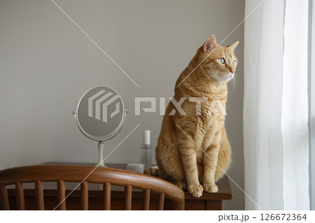 猫ちゃん親子の日常風景 126672364