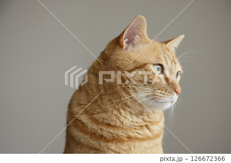 猫ちゃん親子の日常風景 猫ちゃん親子の日常風景 126672366