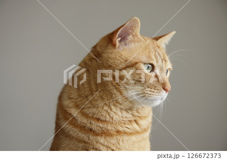 猫ちゃん親子の日常風景 126672373