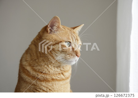 猫ちゃん親子の日常風景 126672375