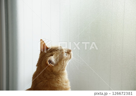 猫ちゃん親子の日常風景 猫ちゃん親子の日常風景 126672381