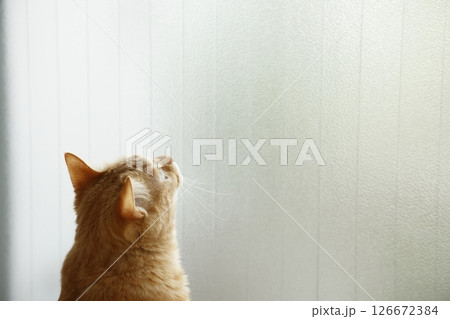 猫ちゃん親子の日常風景 猫ちゃん親子の日常風景 126672384