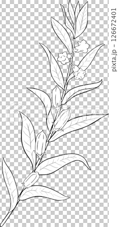 Sesame Branch with Flowers and Leaves Outline Illustration. 126672401
