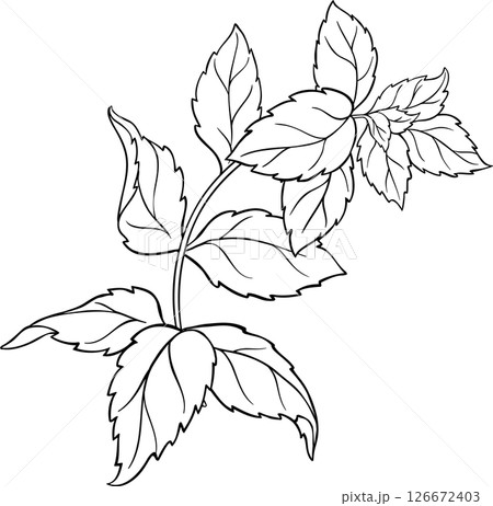 Peppermint Branch Leaves Outline Illustration. Organic natural aromatic herb. 126672403