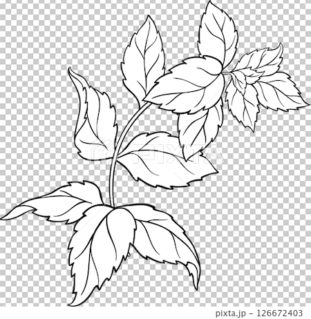 Peppermint Branch Leaves Outline Illustration. Organic natural aromatic herb. 126672403