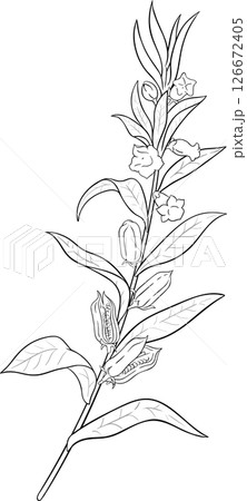 Sesame Branch with Flowers and Leaves Outline Illustration. Sesame Branch with Flowers and Leaves Outline Illustration. 126672405