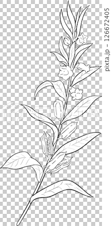 Sesame Branch with Flowers and Leaves Outline Illustration. Sesame Branch with Flowers and Leaves Outline Illustration. 126672405