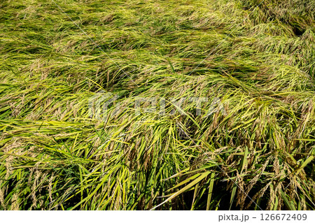 倒れた稲 126672409