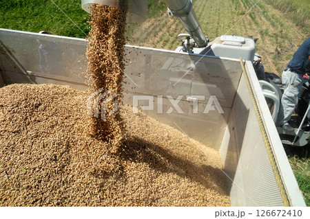 コンバインのオーガからコンテナへ籾排出 126672410