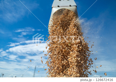 コンバインのオーガからコンテナへ籾排出 コンバインのオーガからコンテナへ籾排出 126672416