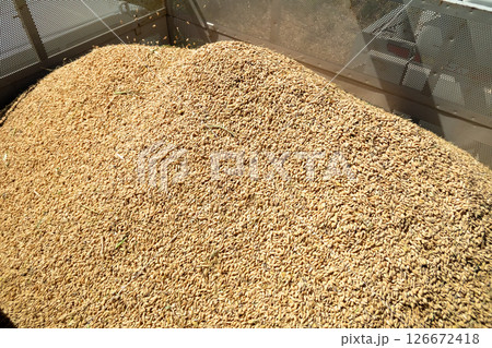 グレンコンテナの中の籾 グレンコンテナの中の籾 126672418
