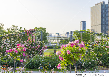 中之島公園　満開のバラ園 126673070