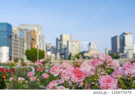 中之島公園　満開のバラ園 126673076