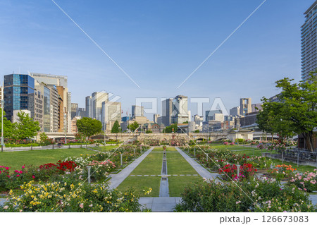 中之島公園　満開のバラ園 126673083
