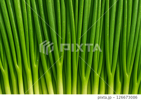 AI generated top view of fresh green onions with water droplets under daylight highlighting cleanliness crispness and freshness perfect for culinary and healthy lifestyle themes AI generated top view of fresh green onions with water droplets under daylight highlighting cleanliness crispness and freshness perfect for culinary and healthy lifestyle themes 126673086