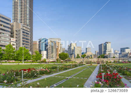 中之島公園　満開のバラ園 126673089