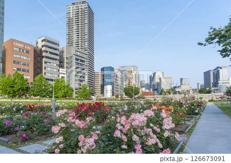 中之島公園 満開のバラ園 中之島公園 満開のバラ園 126673091