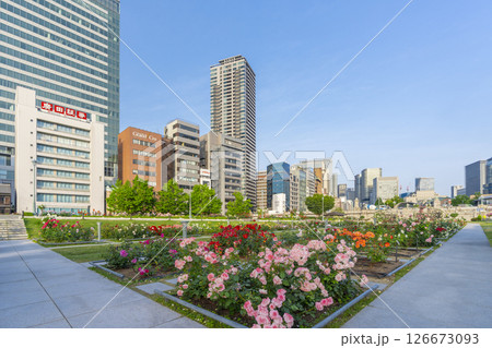中之島公園　満開のバラ園 126673093