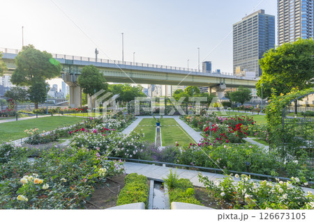 中之島公園　満開のバラ園 126673105