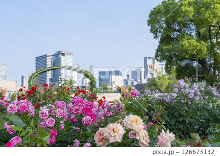 中之島公園　満開のバラ園 126673132