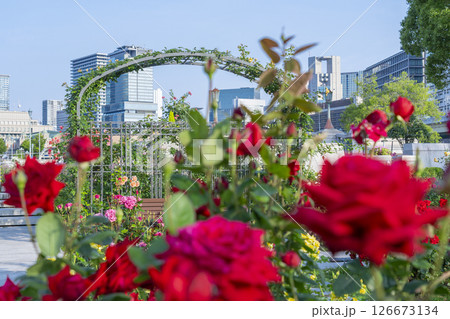 中之島公園　満開のバラ園 126673134