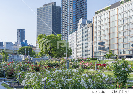 中之島公園　満開のバラ園 126673165