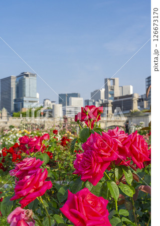 中之島公園　満開のバラ園 126673170
