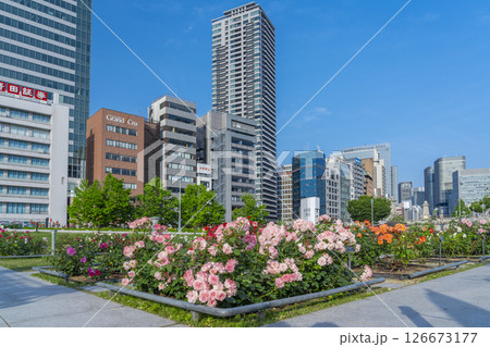中之島公園　満開のバラ園 126673177