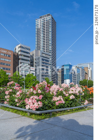中之島公園　満開のバラ園 126673178