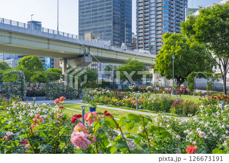 中之島公園 満開のバラ園 中之島公園 満開のバラ園 126673191