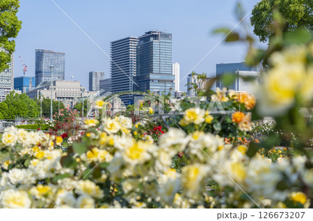 中之島公園 満開のバラ園 中之島公園 満開のバラ園 126673207