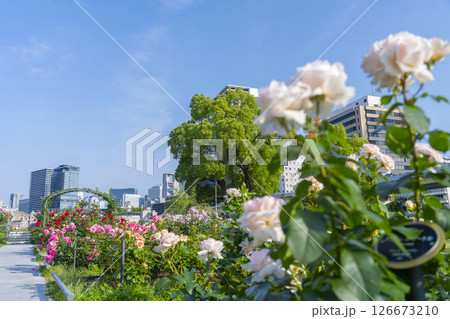 中之島公園　満開のバラ園 126673210
