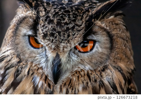 虹彩が鮮やかなベンガルワシミミズク【小型哺乳類】 126673218