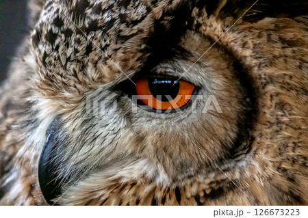 虹彩が鮮やかなベンガルワシミミズク【小型哺乳類】 126673223