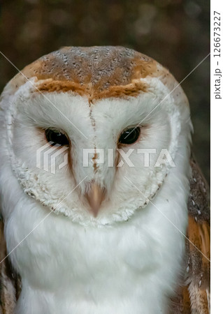 メンフクロウ(面梟)[ フクロウ目メンフクロウ科]  126673227