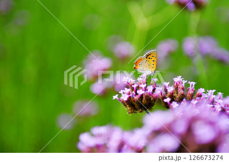 a butterfly resting on a flower a butterfly resting on a flower 126673274