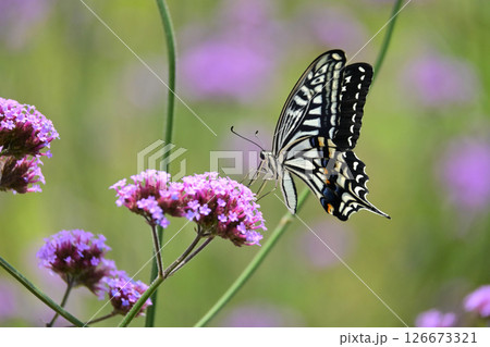 春イメージ(アゲハチョウ：Swallowtail butterfly / spring image) 126673321