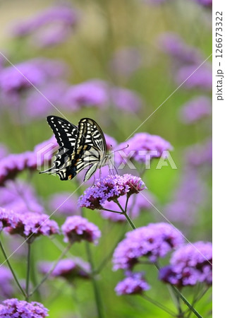 春イメージ(アゲハチョウ:Swallowtail butterfly / spring image) 春イメージ(アゲハチョウ:Swallowtail butterfly / spring image) 126673322