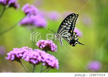 春イメージ(アゲハチョウ：Swallowtail butterfly / spring image) 126673324
