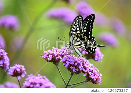 春イメージ(アゲハチョウ：Swallowtail butterfly / spring image) 126673327